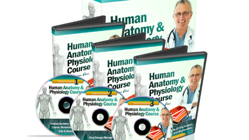 Human Physlogy